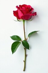 Simple rose stem isolated on white background, leaves, simple drawing, minimalist