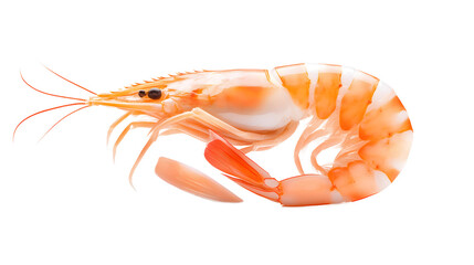 Delicious Cooked Shrimp, Detailed Close-up, Seafood Illustration, PNG