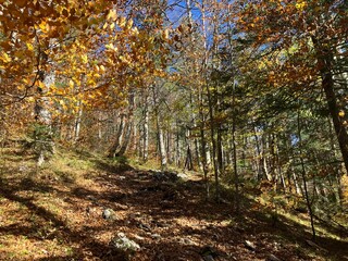 Schöner Herbsttag in den Wäldern von Mittenwald in den Bayerischen Alpen