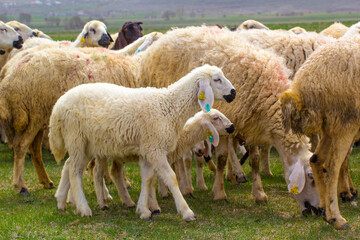Flock of Sheep Grazing in a Green Meadow. A herd of sheep, predominantly light beige/white, graze peacefully in a grassy field.