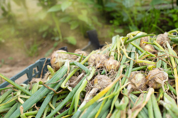 Fresh ripe harvested onion in basket in the field.