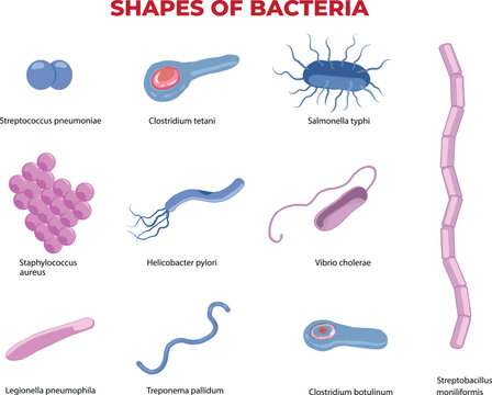 shapes of bacteria illustration