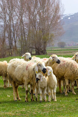 Fototapeta premium Fluffy Flock of Sheep and Lambs in a Spring Meadow. A heartwarming image of a group of sheep, including several lambs, peacefully grazing in a vibrant green meadow.