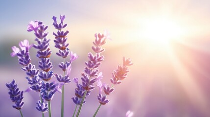 Obraz premium Lavender flowers in sunlight create a serene atmosphere during a peaceful morning in the countryside