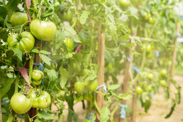 Tomato plants in greenhouse Green tomatoes plantation.