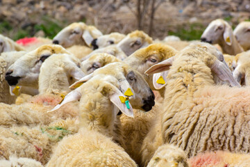 Close-up of a large flock of sheep. A close-up view of a dense herd of sheep, likely in a pastoral setting.