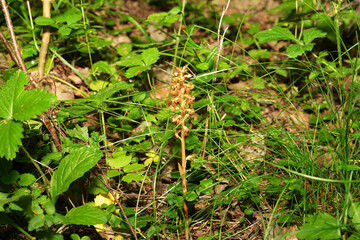 Wild orchids (Neottia nidus-avis)