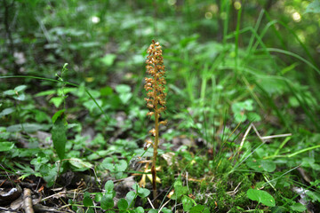 Wild orchids (Neottia nidus-avis)