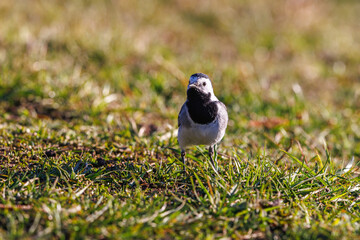White wagtail on a grass meadow
