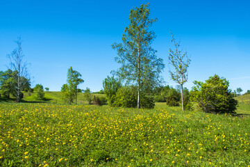 Pasture with flowering Globeflower  on a sunny meadow