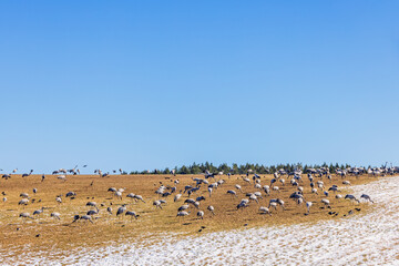Fototapeta premium Flock of cranes foraging on a hill with snow at spring