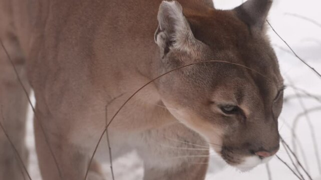 Canadian cougar on the hunt in a snowy forest during winter morning