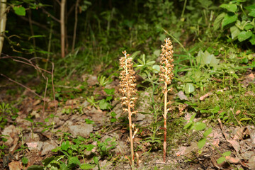 Wild orchids (Neottia nidus-avis)