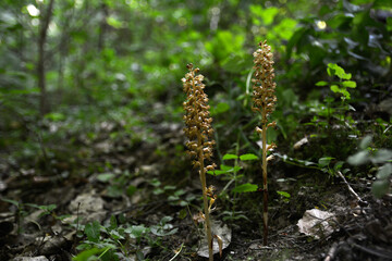 Wild orchids (Neottia nidus-avis)