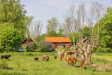 Cattle in a meadow by a red cottage in the Swedish countryside © Lars Johansson