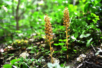 Wild orchids (Neottia nidus-avis)