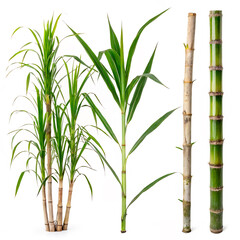 Naklejka premium bamboo isolated on white