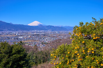 Fototapeta premium 神奈川県小田原市曽我の市街地の眺望(小田原市,富士山,矢倉岳など)