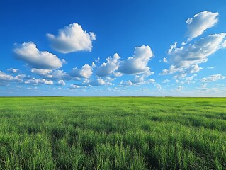 Obraz premium Wide grassy field under a blue sky