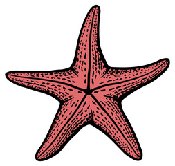 illustration of a pink starfish with black outline without background