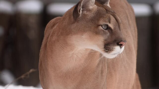 Canadian cougar hunts through snowy forest in winter morning light