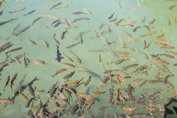 Abundant Fish Swimming in Clear Pond Water. High-angle view of a multitude of fish swimming in a...