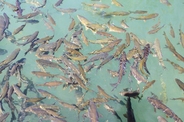 URFA Abundant Fish Schooling in Clear Water. High-angle view of a large school of fish swimming in a clear, shallow body of water. Turkiye Turkey