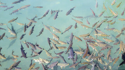 Fishes swimming in a clear pond. High-angle view of numerous fish of various sizes and colors swimming in a shallow, clear pond. Urfa sanliurfa Turkiye Balikligol Fishlake fishpool touristic place 