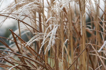Frozen plants in the garden in winter. Natural winter landscape.