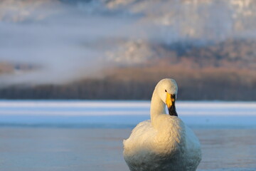 Fototapeta premium swan