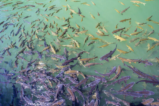 Sanli Urfa Turkey Turkiye Large school of fish swimming in a shallow pond. High-angle close-up view of a vibrant school of various fish species swimming in a shallow, greenish-turquoise pond.