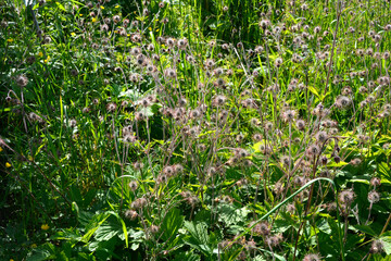Water avens (Geum rivale), medicinal plant, medicinal use