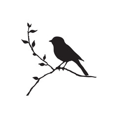 blackbird on a branch