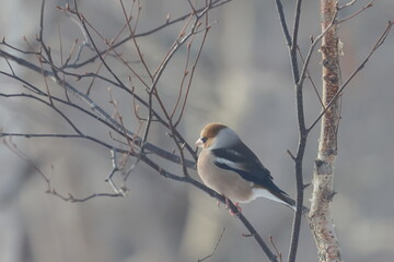 Naklejka premium japanese bird