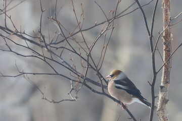Obraz premium japanese bird