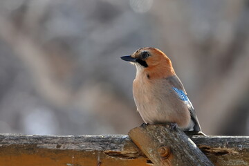 japanese jay