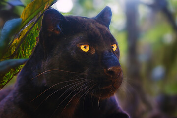 Black panther, leopard (Panthera pardus), melanic form of the big cat, portrait with Indian jungle background.