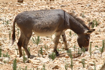 burro