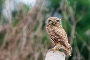 Adorable Little Owl Perched on a Stone. Close-up of a European Little Owl, showcasing its distinctive spotted brown plumage and bright yellow eyes.
