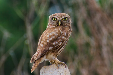 Close-up of a captivating Little Owl perched on a stone.A focused close-up of a Little Owl, showcasing its intricate brown and speckled plumage.