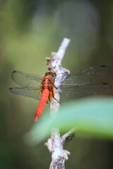 dragonfly perched on a branch