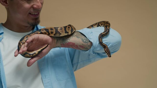 Handheld shot of cheerful multi-ethnic male owner with tattoo on arm bonding with crawling python snake isolated on brown background