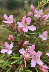 Fototapeta premium pink flowers of bog rosemary