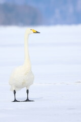 Fototapeta premium whooper swan