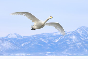 Fototapeta premium whooper swan