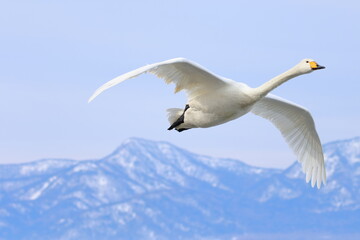 whooper swan