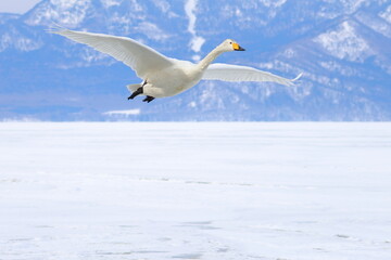 whooper swan