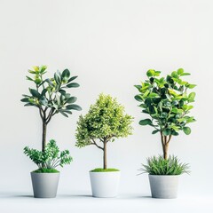Obraz premium Three Potted Plants in Grey and White Pots Against a White Background