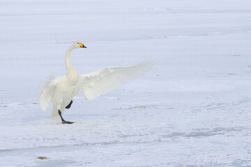 whooper swan