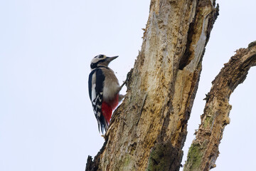 Woodpecker pecking at a dead tree and looking for food, woodpecker looking for food, great spotted woodpecker pecking at the bark, Dendrocopos major the side, old tree 